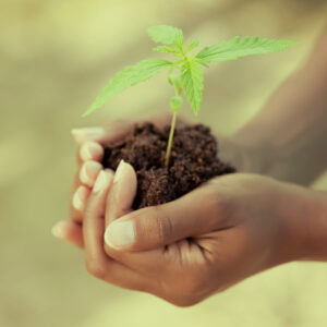 Marijuana Plant Grows In Dirt - Eminent SEO